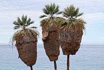 Ekmans silver palm(Copernicia ekmanii) trees overlooking Caribbean Sea, Hispaniola.