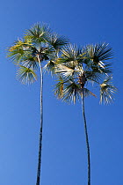 Hispaniola silver thatch palm (Coccothrinax argentea), Hispaniola.