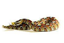 Butterfly / Rhinoceros viper (Bitis nasicornis). Captive. Occurs in West and Central Africa.
