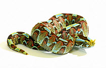 Butterfly / Rhinoceros viper (Bitis nasicornis). Captive. Occurs in West and Central Africa.