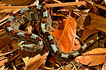 Butterfly / Rhinoceros viper (Bitis nasicornis) in leaf litter. Captive. Occurs in West and Central Africa.