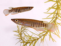 Striped panchax (Aplocheilus lineatus) in aquarium. Occurs in India and Sri Lanka. Composite image