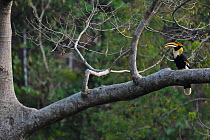 Great pied hornbill (Buceros bicornis) male perched, feeding on a berry, Hong Bung He, Dehong, Yunnan, China