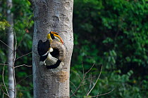 Great pied hornbill (Buceros bicornis) male bird photographed perched on a tree on its nest in Hong Bung He, Dehong, Yunnan, China