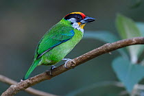 Golden-throated barbet (Psilipogon franklinii) bird perched on a branch of a tree in Baihualing, Gaoligongshan, Yunnan, China