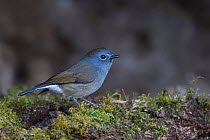 David's fulvetta (Alcippe davidii) perched on moss covered soil on the ground in Baihualing, Gaoligongshan, Yunnan, China
