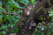 Northern tree shrew (Tupaia belangeri) perched on a tree trunk while feeding on insects in Baihualing, Gaoligongshan, Yunnan, China