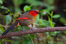 Red-faced liocichla (Liocichla phoenicea) bird perched on a branch in  Baihualing, Gaoligongshan, Yunnan, China