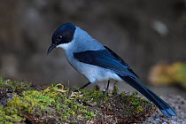 Black-headed sibia (Heterophasia melanoleuca) perched on moss covered parts of a tree in Baihualing, Gaoligongshan, Yunnan, China