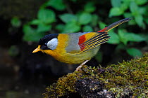 Silver-eared mesia (Leiothrix argentauris) bird perched on a old moss covered tree trunk in Baihualing, Gaoligongshan, Yunnan, China