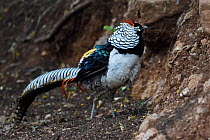 Lady Amherst's pheasant (Chrysolophus amherstiae) male walking on ground in Baihualing, Gaoligongshan, Yunnan, China