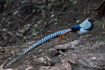 Lady Amherst's pheasant (Chrysolophus amherstiae) male walking on ground in Baihualing, Gaoligongshan, Yunnan, China