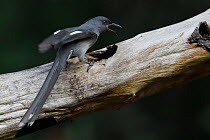 Long-tailed sibia (Heterophasia picaoides) perched on a branch and searching for food in Baihualing, Gaoligongshan, Yunnan, China