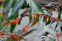 Red-whiskered bulbul (Pycnonotus jocosus) perched on abranch with orange flowers in  Hong Bung He, Dehong, Yunnan, China