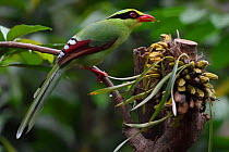 Common green magpie (Cissa chinensis) perched on a tree branch feeding on fruit in Hong Bung He, Dehong, Yunnan, China