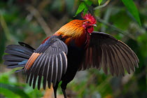 Red junglefowl (Gallus gallus) male bird walking with wings spread, in forest of Hong Bung He, Dehong, Yunnan, China