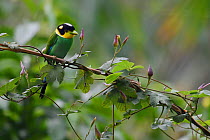 Long-tailed broadbill (Psarisomus dalhousiae) perched, perched on a branch with green background in Hong Bung He, Dehong, Yunnan, China
