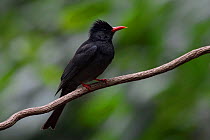 Black bulbul (Hypsipetes leucocephalus) perched on a branch of a tree in Hong Bung He, Dehong, Yunnan, China