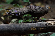 Grey Peacock-pheasant (Polyplectron bicalcaratum) Hong Bung He, Dehong, Yunnan, China