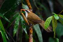 Red-billed scimtar-babbler (Pomatorhinus ochraceiceps) perched on a wet branch after rain in forest in Hong Bung He, Dehong, Yunnan, China