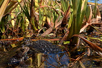 Common frogs (Rana temporaria) spawning in garden pond, Bradford-on-Avon, Wiltshire, England, UK. March.