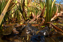Common frogs (Rana temporaria) mating and spawning in garden pond, Bradford-on-Avon, Wiltshire, England, UK. March.