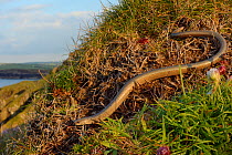 Slow worm (Anguis fragilis) on coastal clifftop grassland. Cornwall, England, UK. May.