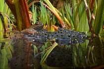 Common frog (Rana temporaria) spawning in a garden pond, Bradford-On-Avon, Wiltshire, UK. March.