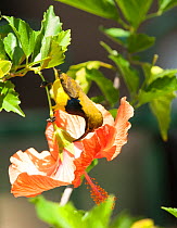 Olive-backed Sunbird (Nectarinia jugularis) male on a Hibiscus flower to feed, Rollingstone Beach, North Queensland, Australia. September.