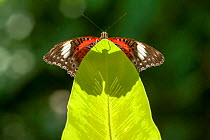 An Orange lacewing butterfly (Cethosia penthesilea), Cairns Botanical Gardens, Queensland, Australia. Captive. August.