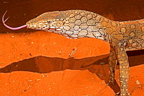 A Perentie (Varanus giganteus) using its forked tongue to detect smells, Alice Springs Reptile Centre, Northern Territory, Australia, Captive. May.