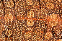 Close up of the scutes, or scales of a Perentie (Varanus giganteus), Alice Springs Reptile Centre, Northern Territory, Australia, Captive. May.
