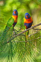 Pair of Rainbow lorikeets (Trichoglossus moluccanus) on a branch, Cania Gorge National Park, Queensland, Australia. September.