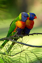 Pair of Rainbow lorikeets (Trichoglossus moluccanus) on a branch, Cania Gorge National Park, Queensland, Australia. September.