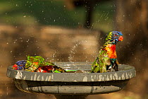 Rainbow lorikeets (Trichoglossus moluccanus) bathing in a bird bath in a campground, Cania Gorge National Park, Queensland, Australia. September.