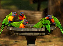 Rainbow lorikeet (Trichoglossus moluccanus) group drinking and bathing in a bird bath in a campground, Cania Gorge National Park, Queensland, Australia. September.