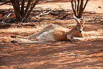 Red Kangaroo (Macropus rufus) male resting in the shade during the heat of the day, Alice Springs Desert Park, Northern Territory, Australia. May. Captive.