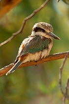 A Red-backed Kingfisher (Todiramphus pyrrhopygius) perching on a tree branch looking for small prey below, Alice Springs Desert Park, Northern Territory, Australia. May. Captive.