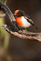 Red-capped Robin (Petroica goodenovii), a banded male, Alice Springs Desert Park, Northern Territory, Australia. May. Captive.