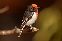 Red-capped Robin (Petroica goodenovii), a banded male, Alice Springs Desert Park, Northern Territory, Australia. May. Captive.