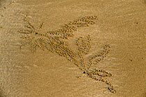 Sand bubble patterns created by Sand bubbler crabs (Scopimera inflata), Cape Hillsborough National Park, Queensland, Australia. September.