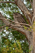 A Tawny frogmouth (Podargus strigoides) sleeping in the nook of a tree, Anglesea, Victoria, Australia. April.