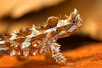 A close up of a Thorny devil (Moloch horridus), Alice Springs Reptile Park, Northern Territory, Australia.