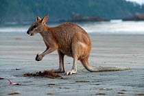 An Agile wallaby (Macropus agilis) chewing on a seed pod washed up on the beach. The wallabies are drawn to the beach at dawn and dusk in search of mangrove seed pods washed ashore and plants growing...