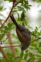 An Apostlebird (Struthidea cinerea) dangling upside down from a tree branch, Cania Gorge National Park, Queensland, Australia. Others from the group are on the ground. September.