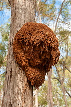 An arboreal termite nest (Order Isoptera) attached to a eucalyptus tree, Cania Gorge National Park, Queensland, Australia.