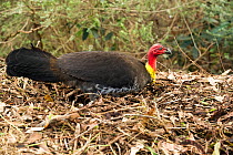 Australian brushturkey (Alectura lathami) male sitting on his nest made from a giant mound of leaves and forest litter, Lane Cove National Park, New South Wales, Queensland. July.