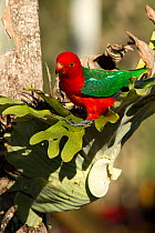 A male Australian King parrot (Alisterus scapularis) standing in a tree fern, Cania Gorge National Park, Queensland, Australia.
