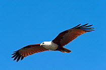 Brahminy Kite (Haliastur indus) flying high, Ballina, Queensland Australia. October.