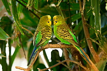 Budgerigar (Melopsittacus undulatus) pair facing each other on a tree branch, Rainforest Dome, Cairns, Queensland, Australia. (Wild morph). Captive.